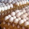 Huevos